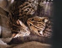 Two Leopard Cubs Rescued in Boko, Shifted to Guwahati State Zoo for Care