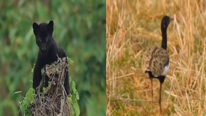 Rare Black Leopard Sightings Boost Tourism as Manas National Park Emerges as Wildlife Hotspot