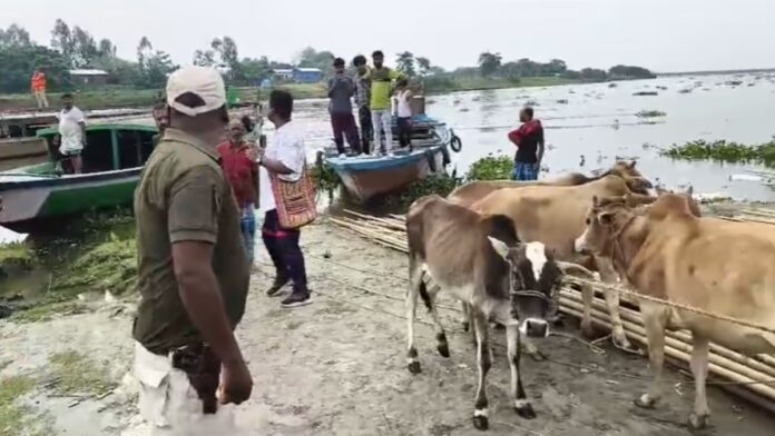 Assam Police Seize Four Cattle in Dhubri River Operation Amid Crackdown on Illegal Transport