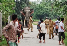 Man-elephant conflict triggers in Nagaon, Hojai and Karbi Anglong district