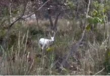 Rare Albino Hog Deer Spotted in Kaziranga, Highlights Assam’s Wildlife Diversity Rare Albino Hog Deer Spotted in Kaziranga, Highlights Assam’s Wildlife Diversity