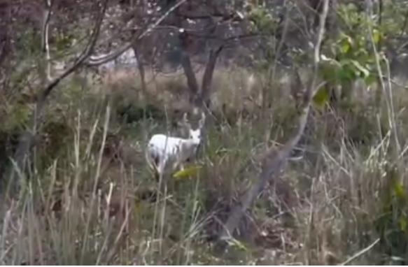 Rare Albino Hog Deer Spotted in Kaziranga, Highlights Assam’s Wildlife Diversity