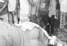 Pregnant Wild Elephant Dies After Electrocution in Assam’s Goalpara Pregnant Wild Elephant Dies After Electrocution in Assam’s Goalpara