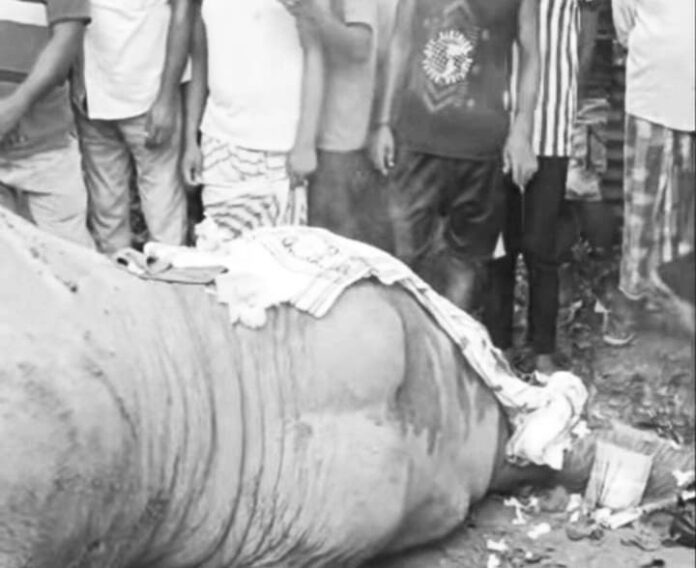 Pregnant Wild Elephant Dies After Electrocution in Assam’s Goalpara