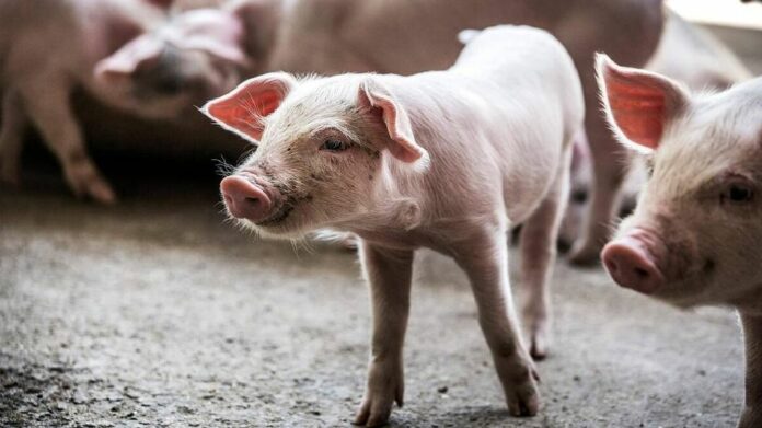 Nagaland Tightens Restrictions as African Swine Fever Outbreak Spreads
