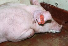 Arunachal’s Longding Bans Import of Pigs and Pork from Assam After African Swine Fever Outbreak Arunachal’s Longding Bans Import of Pigs and Pork from Assam After African Swine Fever Outbreak