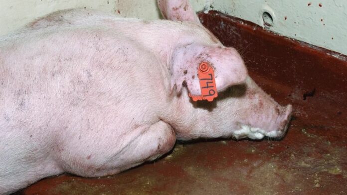 Arunachal’s Longding Bans Import of Pigs and Pork from Assam After African Swine Fever Outbreak