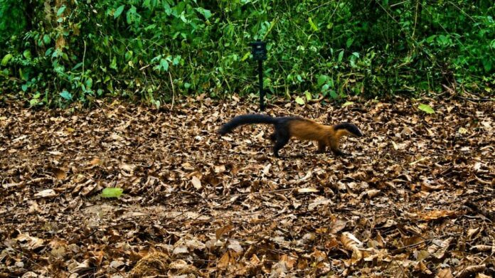 Yellow-Throated Marten Spotted in Kaziranga, Signalling Strength of Assam’s Biodiversity