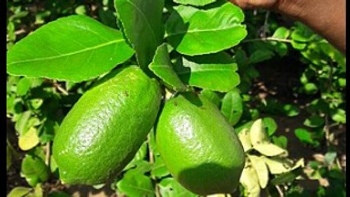 GI-Tagged Assam Lemons Reach Dubai, Showcasing Global Demand for Northeast Produce