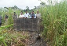 15 Captive-Bred Pygmy Hogs Released into Manas National Park’s Kuribeel Grasslands in Major Conservation Push 15 Captive-Bred Pygmy Hogs Released into Manas National Park’s Kuribeel Grasslands in Major Conservation Push