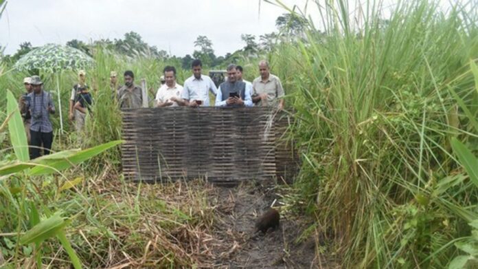 15 Captive-Bred Pygmy Hogs Released into Manas National Park’s Kuribeel Grasslands in Major Conservation Push