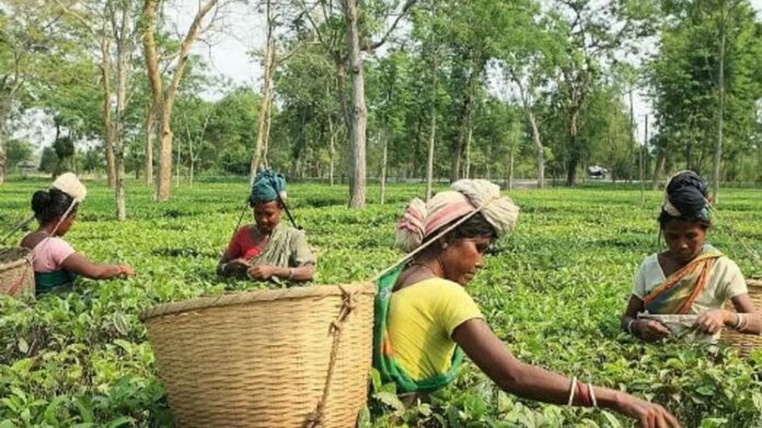 Assam Government Expands Healthcare Infrastructure in Tea Garden Areas, Says CM Himanta Biswa Sarma