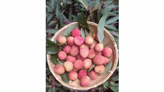 Piyush Goyal Hails Export of GI-Tagged Tezpur Litchi, Says Move Will Boost Farmers and Global Recognition
