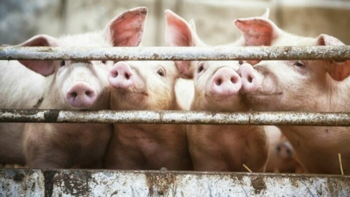 African Swine Fever Outbreak Prompts Restrictions and Pig Culling in Assam’s Doomdooma