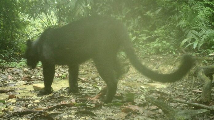 Black Panther Recorded for First Time in Assam’s Dulung Reserve Forest