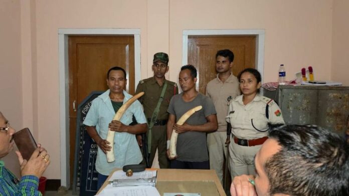 Two Arrested, Suspected Elephant Ivory Seized Near Assam–Meghalaya Border