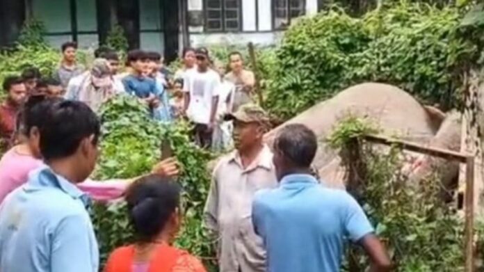 Wild Elephant Electrocuted After Coming into Contact with Transformer in Sonitpur