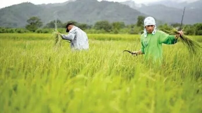Over 18.60 Lakh Assam Farmer Families to Receive ₹372 Crore Under PM-Kisan 23rd Instalment
