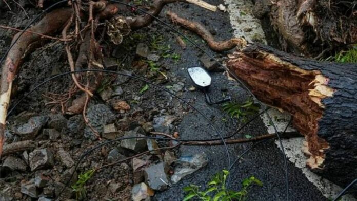 Father and Son Killed After Roadside Tree Falls on Scooter Near Guwahati