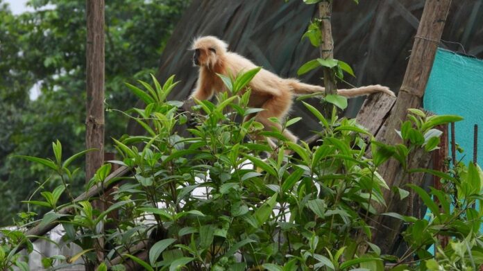 Seven Rescued Golden Langurs Released into Wild at Sikhna Jwhwlao National Park