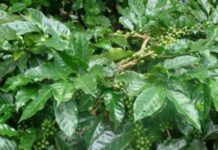 Sikkim Launches India’s First Himalayan Specialty Coffee Impact District in North Sikkim Sikkim Launches India’s First Himalayan Specialty Coffee Impact District in North Sikkim