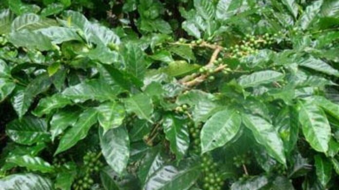 Sikkim Launches India’s First Himalayan Specialty Coffee Impact District in North Sikkim