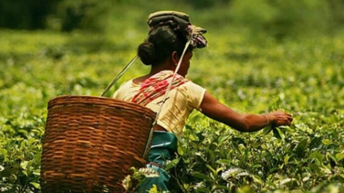 Assam to Extend Farmers’ Registry Benefits to Small Tea Growers, Announces Farmer ID Initiative
