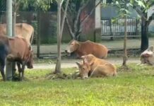 Sivasagar Police Seize Truck Carrying 40 Suspected Stolen Cattle, Two Detained on NH-37 Sivasagar Police Seize Truck Carrying 40 Suspected Stolen Cattle, Two Detained on NH-37