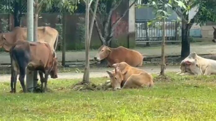 Sivasagar Police Seize Truck Carrying 40 Suspected Stolen Cattle, Two Detained on NH-37
