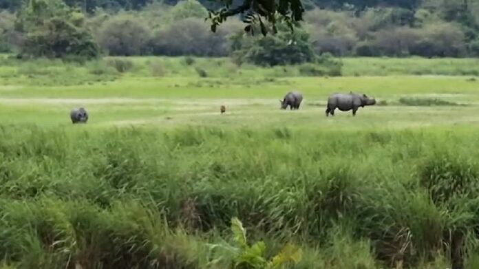 Kaziranga Corridor Under Restrictions as Kaliabor Administration Issues Section 163 BNSS Order Amid Flood Risk