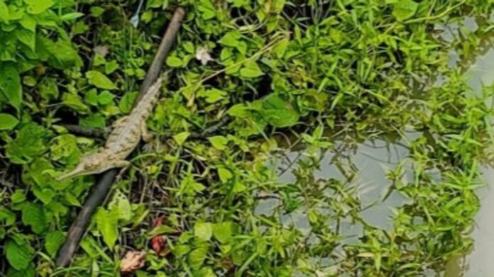 Juvenile Gharial Sighting in West Karbi Anglong Signals Ecological Revival, Says Assam CM