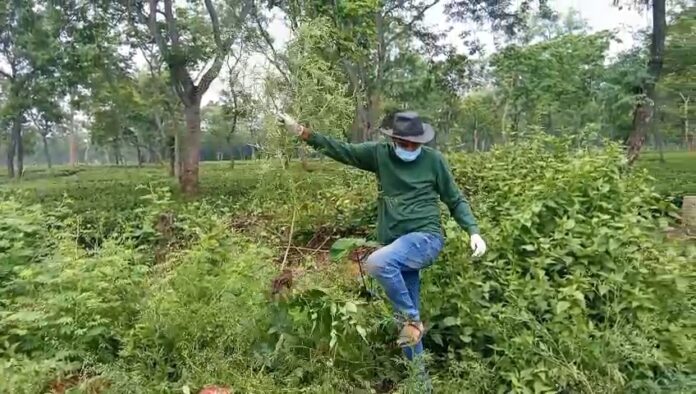 Seuj Society Launches Awareness Drive for Identification and Eradication of Parthenium