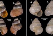 Two New Microscopic Snail Species Discovered in Meghalaya Caves Two New Microscopic Snail Species Discovered in Meghalaya Caves
