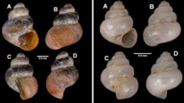 Two New Microscopic Snail Species Discovered in Meghalaya Caves
