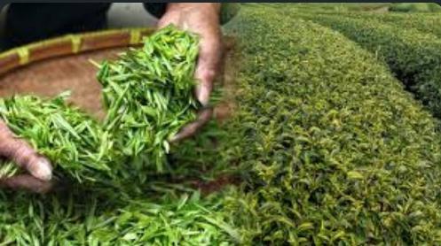 West Asia Conflict Hits Assam Tea Exports, Orthodox Segment Faces Demand Slowdown and Rising Costs