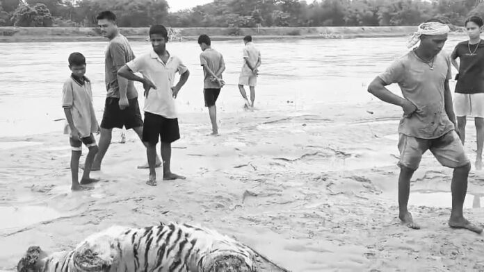 Dead Leopard Found in Sonitpur River, Missing Body Parts Raise Poaching Suspicions