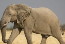 Human Deaths from Elephant Conflict Fall Sharply in Assam’s Lakhipur After Conservation Measures Human Deaths from Elephant Conflict Fall Sharply in Assam’s Lakhipur After Conservation Measures