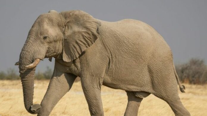 Human Deaths from Elephant Conflict Fall Sharply in Assam’s Lakhipur After Conservation Measures