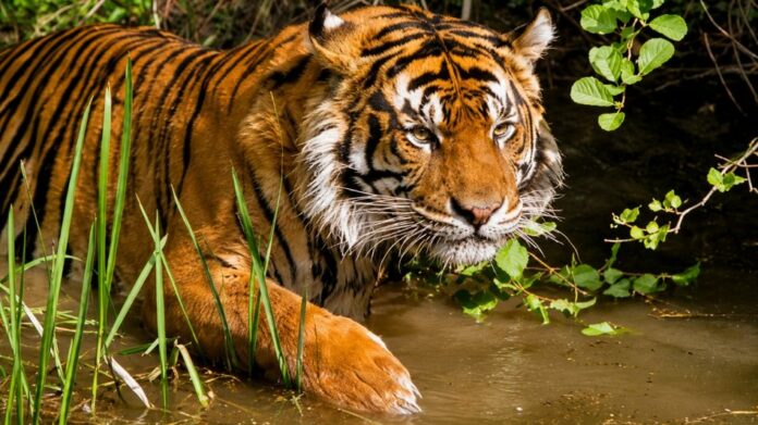 Nameri Tiger Reserve Records Fourfold Rise in Tiger Population, Marks Major Conservation Success in Assam