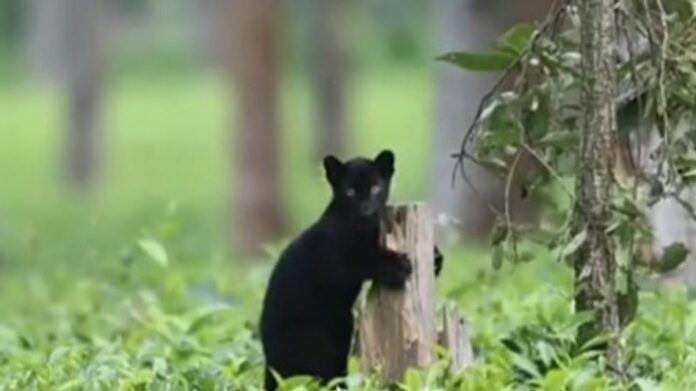 Rare Black Panther Sighting at Manas National Park Showcased by Assam CMO