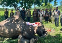 Joymala, Kaziranga’s Veteran Patrol Elephant, Dies After 34 Years of Service to Wildlife Conservation Joymala, Kaziranga’s Veteran Patrol Elephant, Dies After 34 Years of Service to Wildlife Conservation