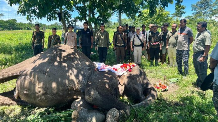 Joymala, Kaziranga’s Veteran Patrol Elephant, Dies After 34 Years of Service to Wildlife Conservation