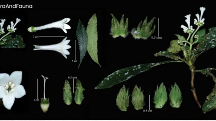 New Arunachal Plant Species Named After Deputy CM Chowna Mein