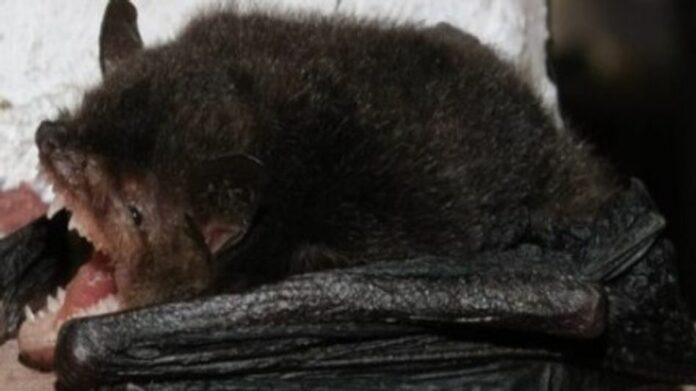 Researchers Record Two Bat Species in India for the First Time in Mizoram