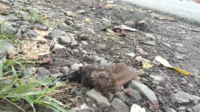 Bulbul Death on NH-37 Raises Concern Over Bird Roadkills in Upper Assam
