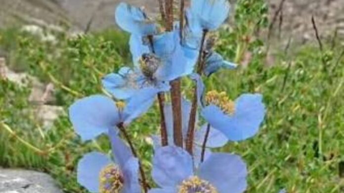 Rare Himalayan Flower Rediscovered in Arunachal After 158 Years