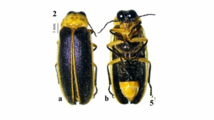 New Firefly Species Discovered in Meghalaya’s Mawsynram by Assam Researchers