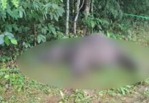 Wild Elephant Found Dead Near Boko, Electrocution Suspected Wild Elephant Found Dead Near Boko, Electrocution Suspected