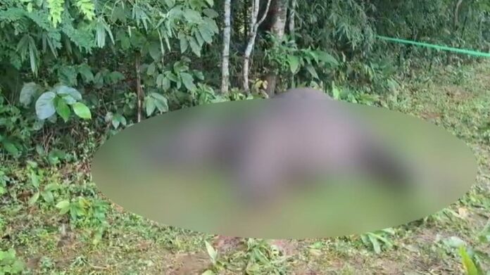 Wild Elephant Found Dead Near Boko, Electrocution Suspected