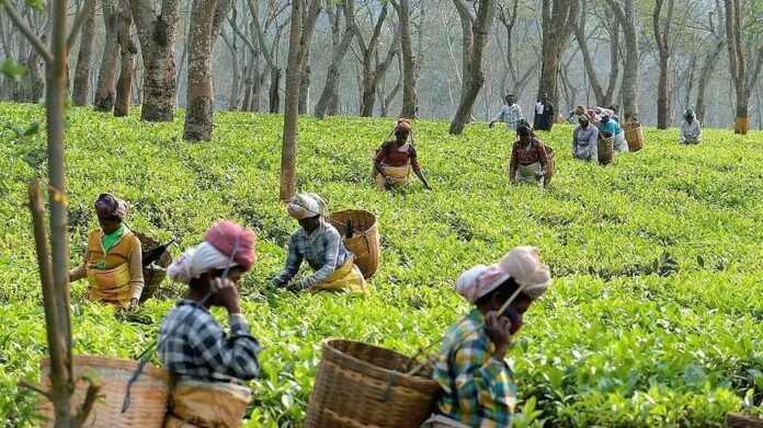 Assam to Grant Land Pattas and Build Houses for 3.5 Lakh Tea Garden Workers